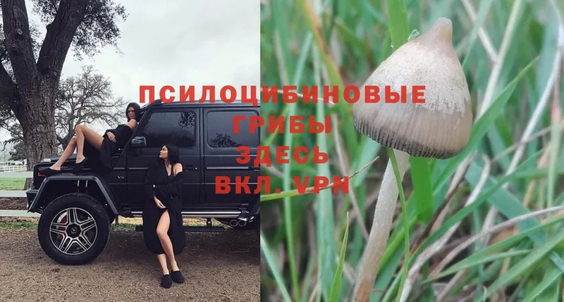 продажа наркотиков  Кимры  Псилоцибиновые грибы MAGIC MUSHROOMS 